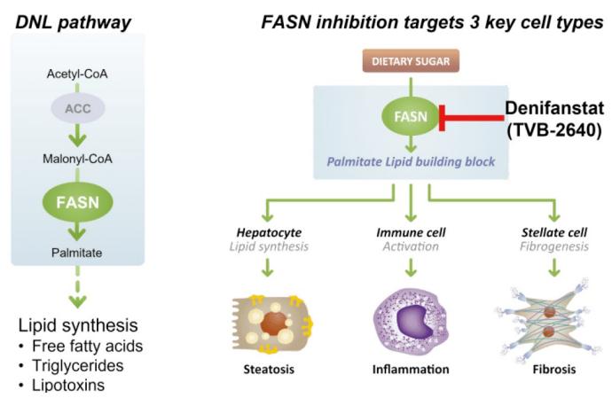 速递 | 显著改善NASH肝纤维化，司美格鲁肽-小分子组合展现协同作用
