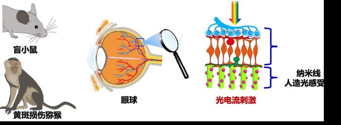 有望重建失明患者的视觉功能 上海科学家合作研发新一代人工光感受器