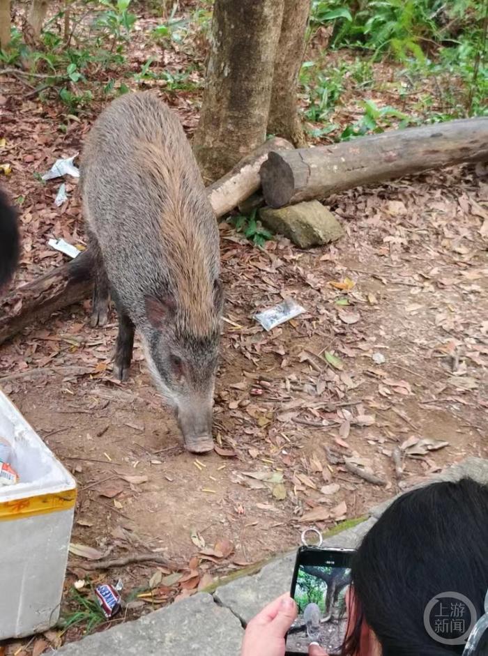 深圳一景区野猪被打卡游客投喂成“网红猪”，工作人员回应