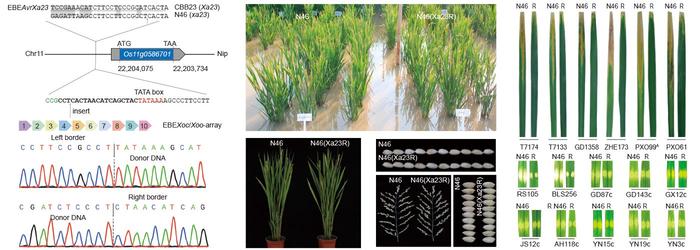 抗白叶枯病和细菌性条斑病水稻新种质创制成功