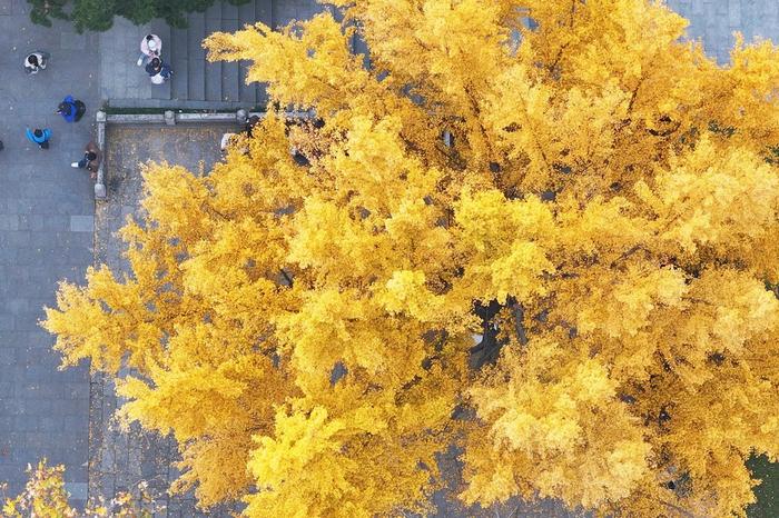 2023年12月4日，江苏南京，玄武湖公园金灿灿的银杏树吸引市民前来欣赏。