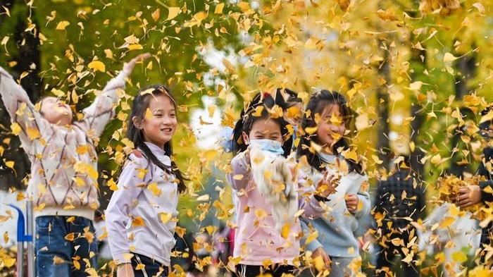 2023年12月3日,重庆,初冬岁月,落英缤纷,此时的银杏最是灿烂满树金黄,小朋友在银杏树下开心地玩耍。