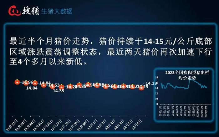 生猪现货日报|全国均价14.13元/公斤 下跌至7月末以来新低