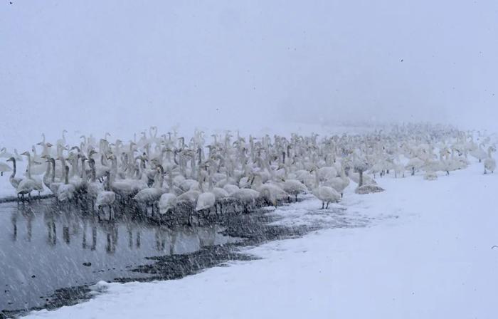 中到大雪！局部暴雪！山东将有大范围雨雪天气，局部降温超16℃！青岛…跟吗？跟，跟一半