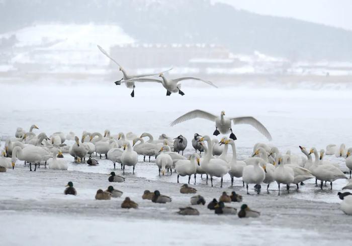 中到大雪！局部暴雪！山东将有大范围雨雪天气，局部降温超16℃！青岛…跟吗？跟，跟一半