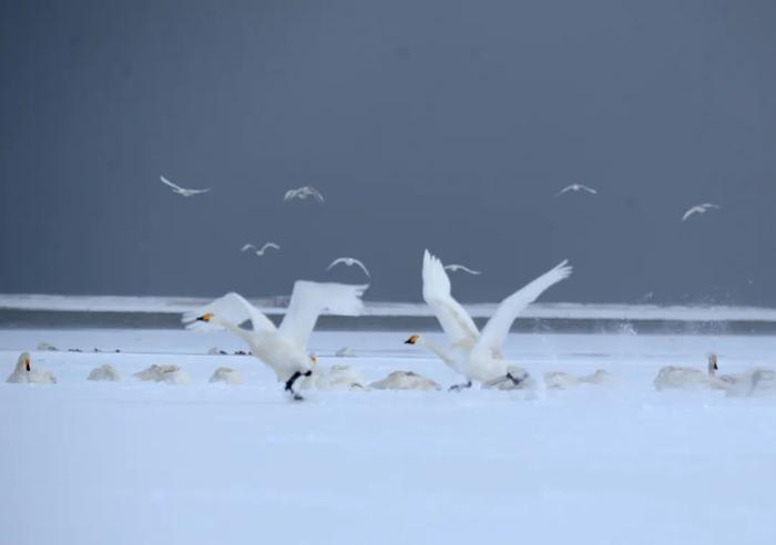 中到大雪！局部暴雪！山东将有大范围雨雪天气，局部降温超16℃！青岛…跟吗？跟，跟一半