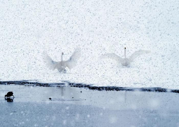 中到大雪！局部暴雪！山东将有大范围雨雪天气，局部降温超16℃！青岛…跟吗？跟，跟一半