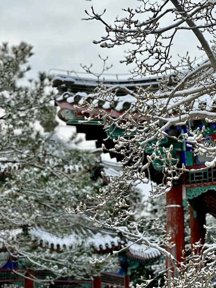 北京今冬初雪，有了颐和园才够美！