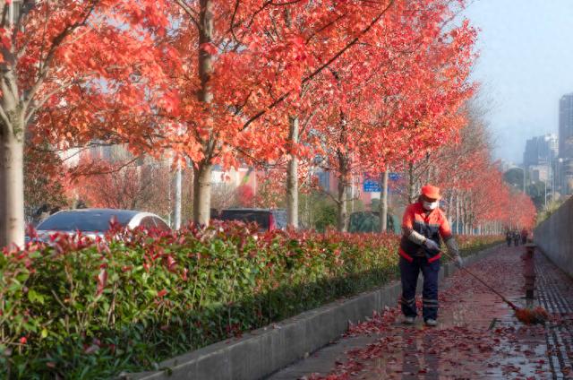 重庆南川区：开启“落叶缓扫”模式，让冬日城市多一份诗意