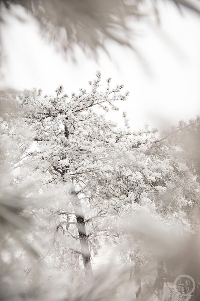 酉阳迎来今冬第一场降雪