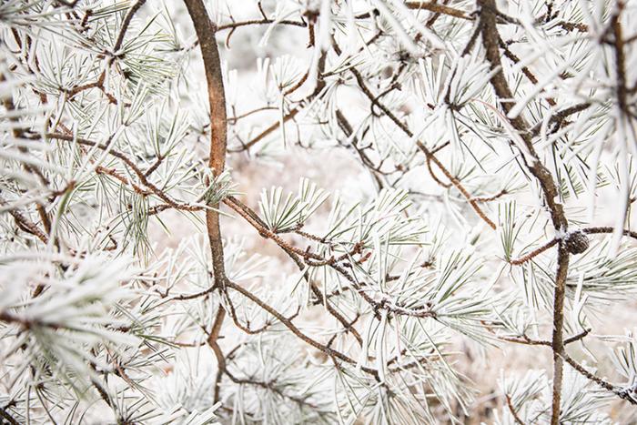 酉阳迎来今冬第一场降雪