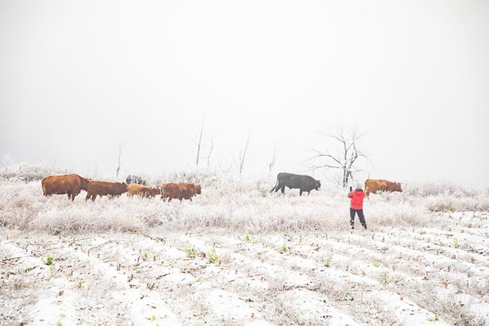 酉阳迎来今冬第一场降雪