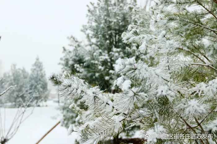 欣赏崔各庄雪日美景，感受独特浪漫