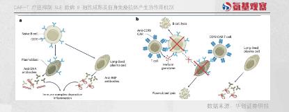 率先攻克红斑狼疮的，会是中国药企吗？