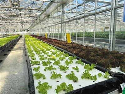 立体化种植，北京生态农场“未来感”十足