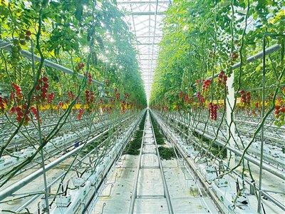 立体化种植，北京生态农场“未来感”十足