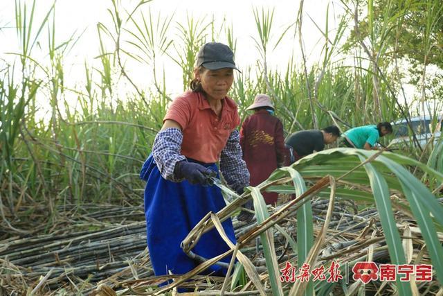 邕宁区多举措守好“糖罐子”，甘蔗丰收寸寸甜