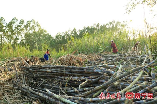 邕宁区多举措守好“糖罐子”，甘蔗丰收寸寸甜