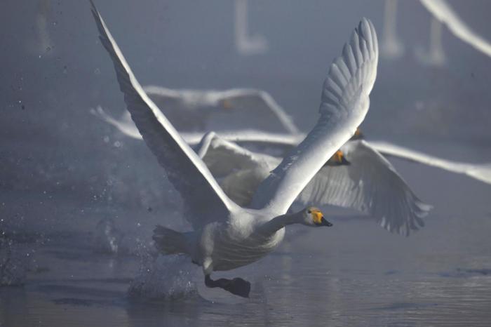 新疆和静巴音布鲁克数十只天鹅变“留鸟”