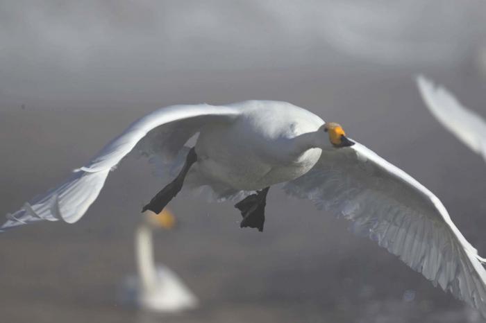 新疆和静巴音布鲁克数十只天鹅变“留鸟”