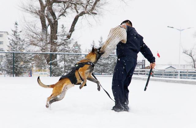 吉林图们边防：警犬冬季训练正当时