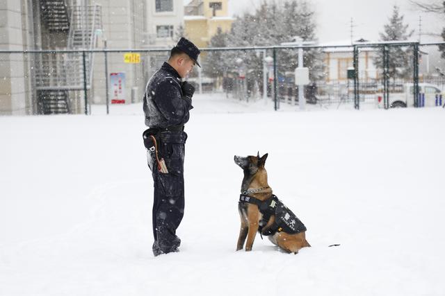 吉林图们边防：警犬冬季训练正当时