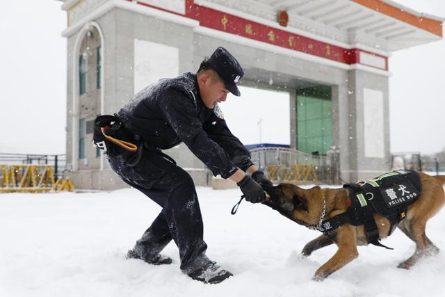 吉林图们边防：警犬冬季训练正当时