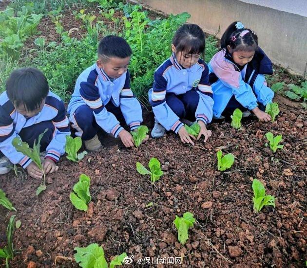 昌宁漭水：让孩子观察植物生长的奇妙过程