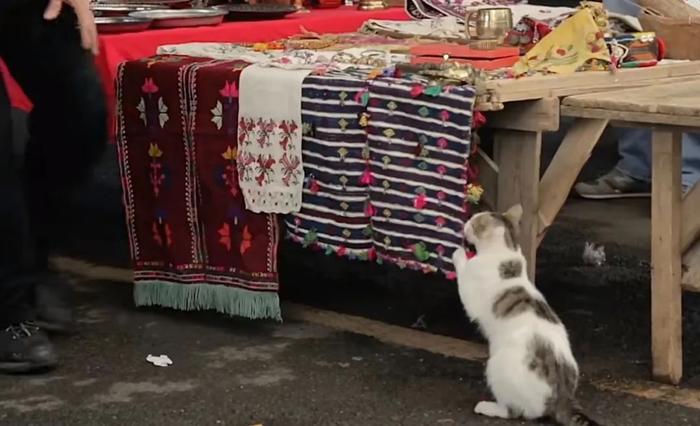 为什么不建议爱猫人士去土耳其？