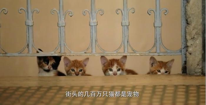 为什么不建议爱猫人士去土耳其？