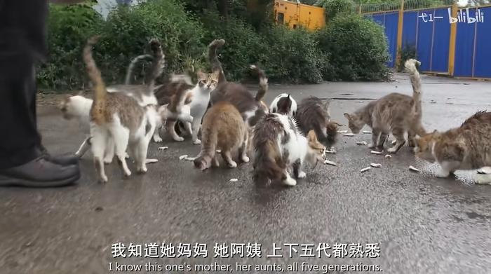 为什么不建议爱猫人士去土耳其？