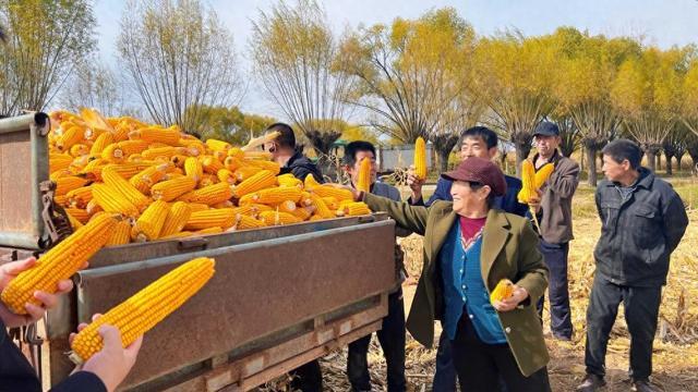 2023年榆林市榆阳区粮食生产实现二十连丰，成为“陕西新粮仓”