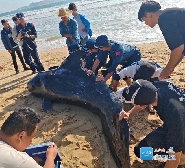 “全身有多处明显外伤”，一鲸鱼搁浅海滩，三亚紧急救助