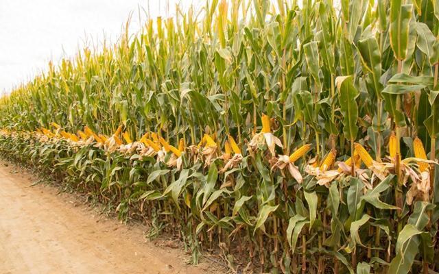 我国科研人员研究推广玉米密植精准调控技术，亩产平均最多可增300公斤