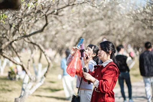 第14届萝岗香雪文化旅游节在穗举行