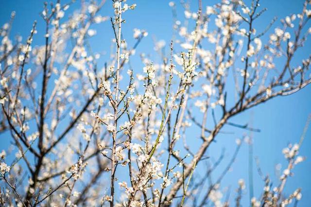 第14届萝岗香雪文化旅游节在穗举行