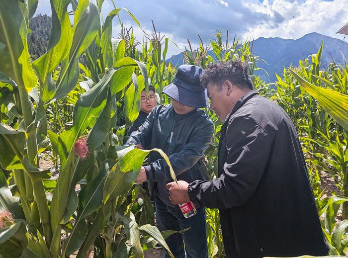 校地合作协同攻关 四川甘孜理塘县优质青贮饲料加工取得关键性突破