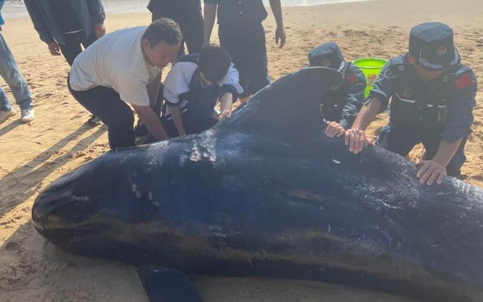 三亚鲸鱼搁浅，海昌生物保育专家多地赶赴、全力救治