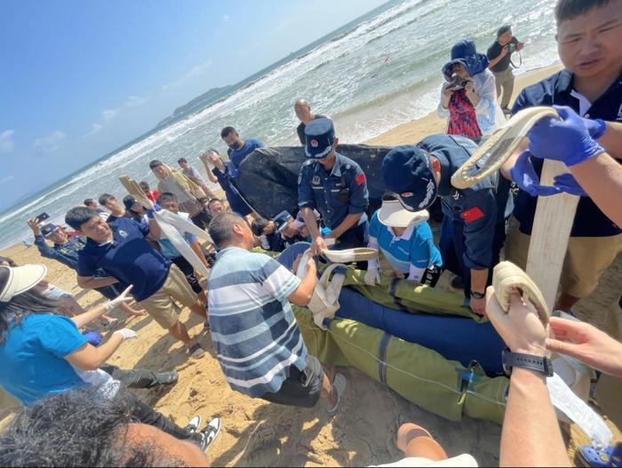 三亚鲸鱼搁浅，海昌生物保育专家多地赶赴、全力救治