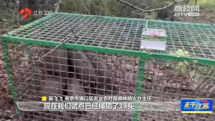 野猪频频下山闯祸，南京多区为野猪伤害购买保险