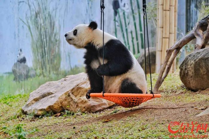 广州动物园熊猫馆将扩建，有熊猫新成员加入？