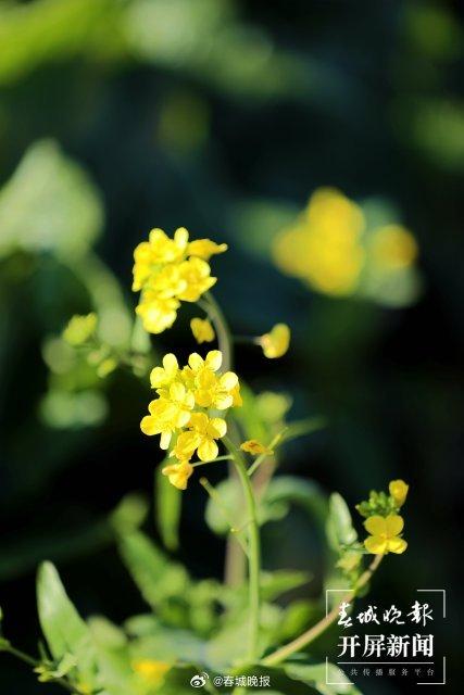 有一种叫云南的生活｜曲靖陆良：冬日油菜花“金”艳绽放