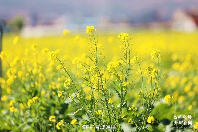 有一种叫云南的生活｜曲靖陆良：冬日油菜花“金”艳绽放