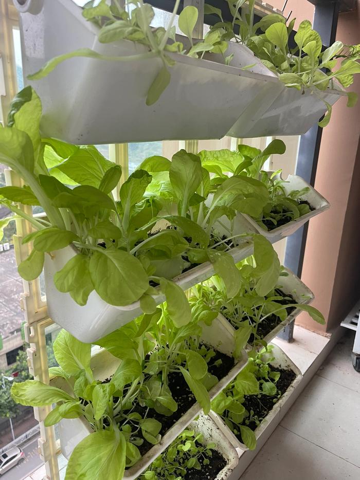 麦子在阳台种的小白菜,图源麦子