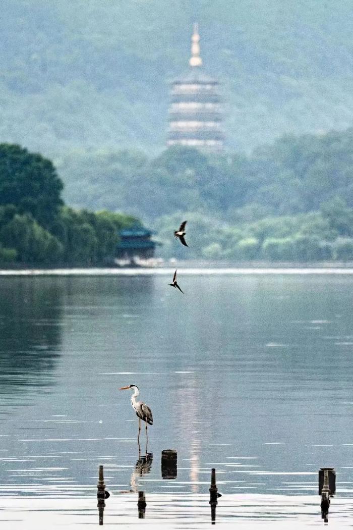 坐不住了！“南方小土豆”“广西砂糖橘”，那杭州叫什么？