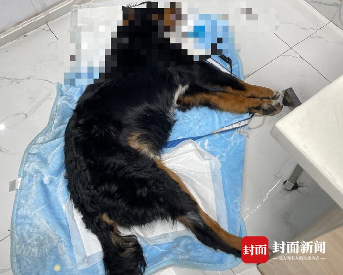 成都郫都区多只宠物犬疑似中毒死亡，草丛中发现“毒肉”