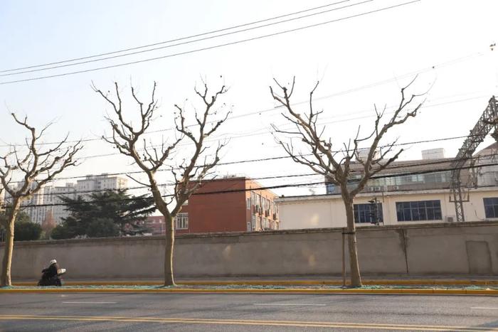 上海悬铃木正在“理发”：去除果球枝，减少果毛污染