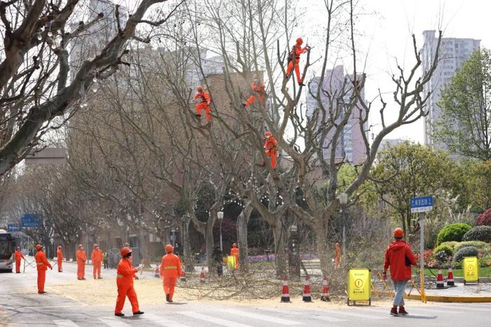 上海悬铃木正在“理发”：去除果球枝，减少果毛污染