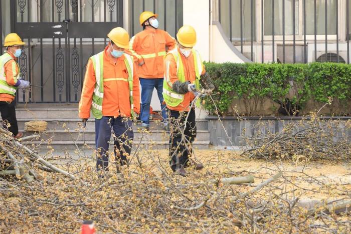 上海悬铃木正在“理发”：去除果球枝，减少果毛污染