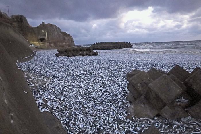 5周内3次！日本海域再现大量鱼尸，死因不明